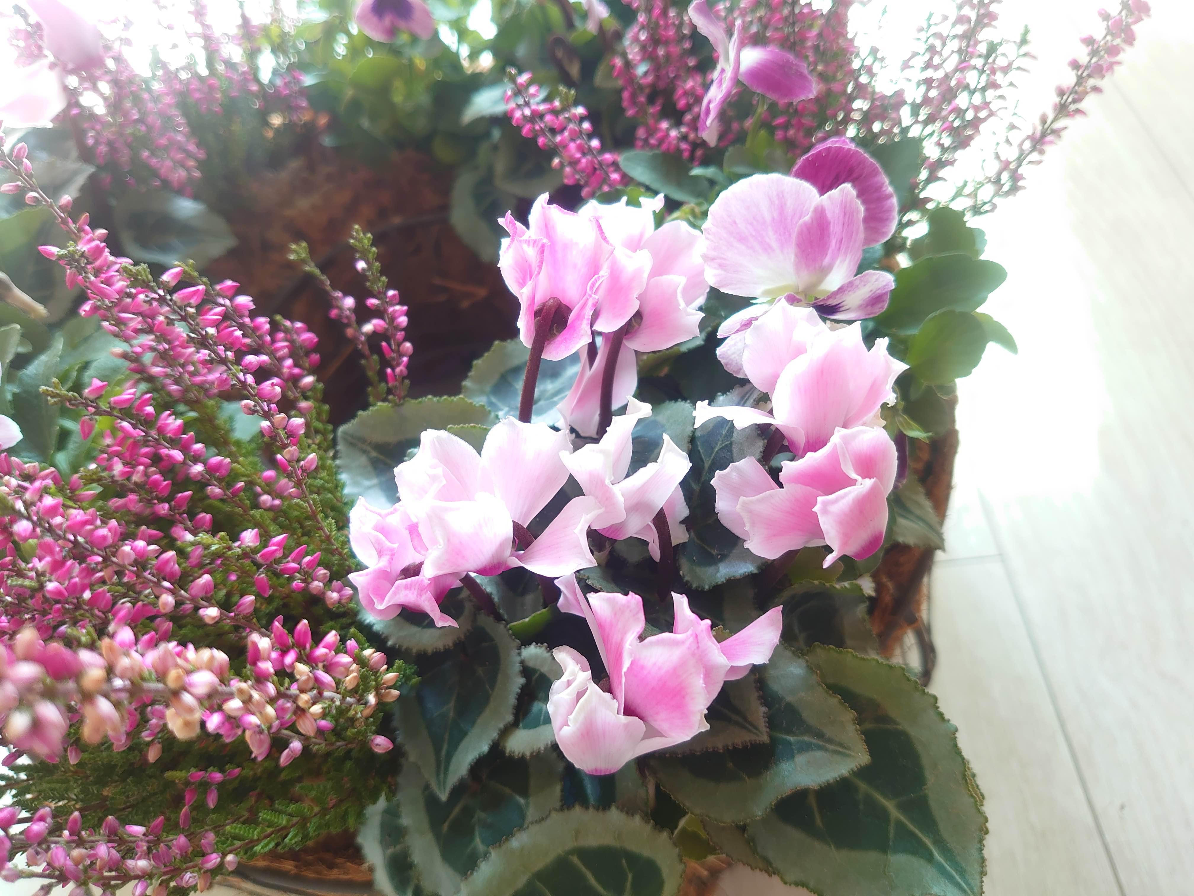 【寄せ植え】オンラインレッスン