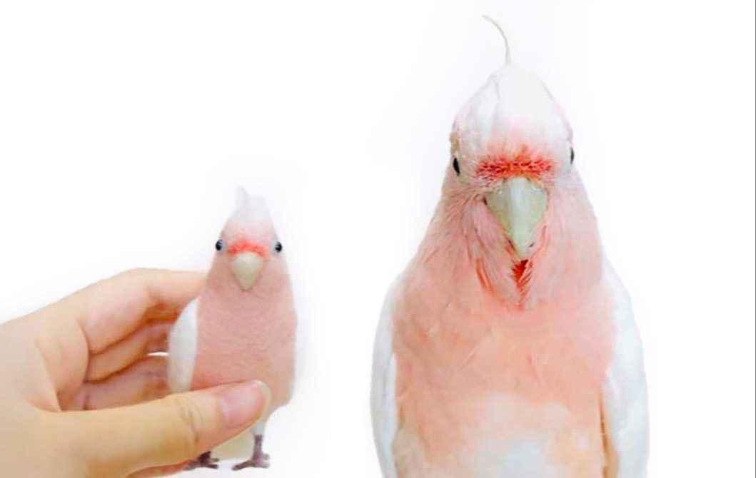 羊毛フェルトで作るリアル鳥講座｜鳥作り専門教室