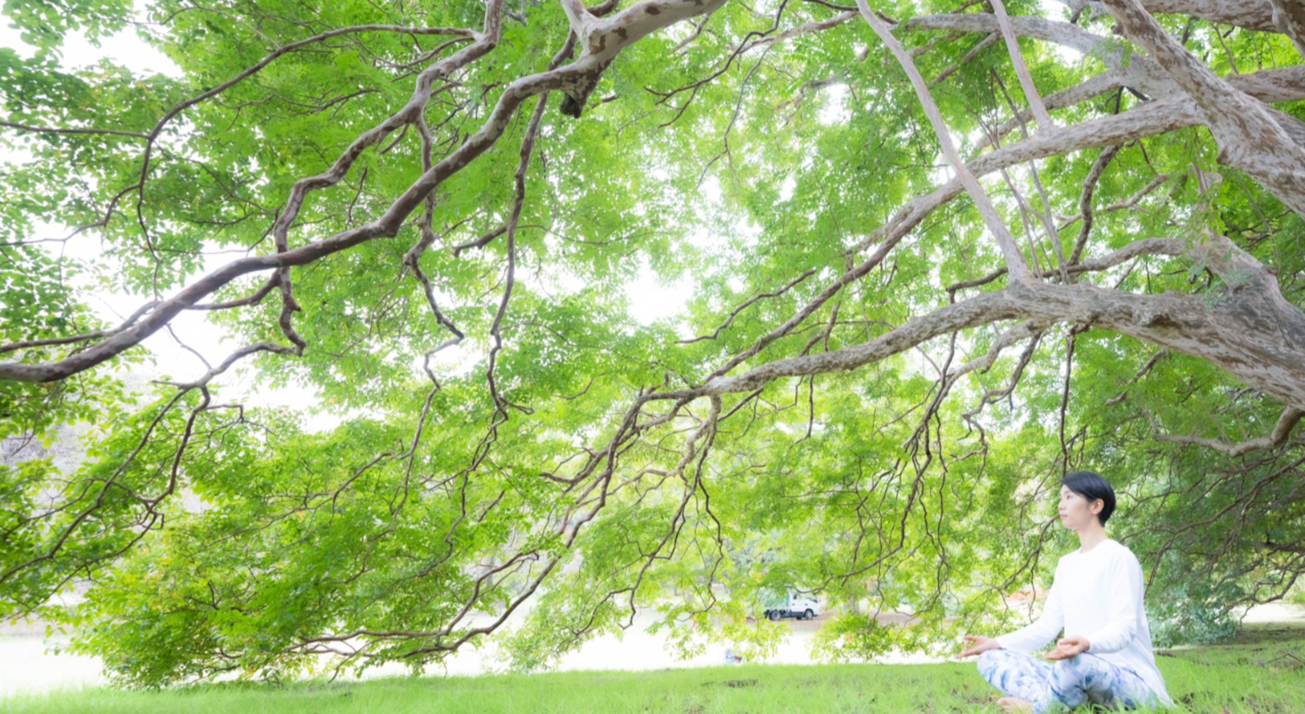 ヨガ　ハクモクレン