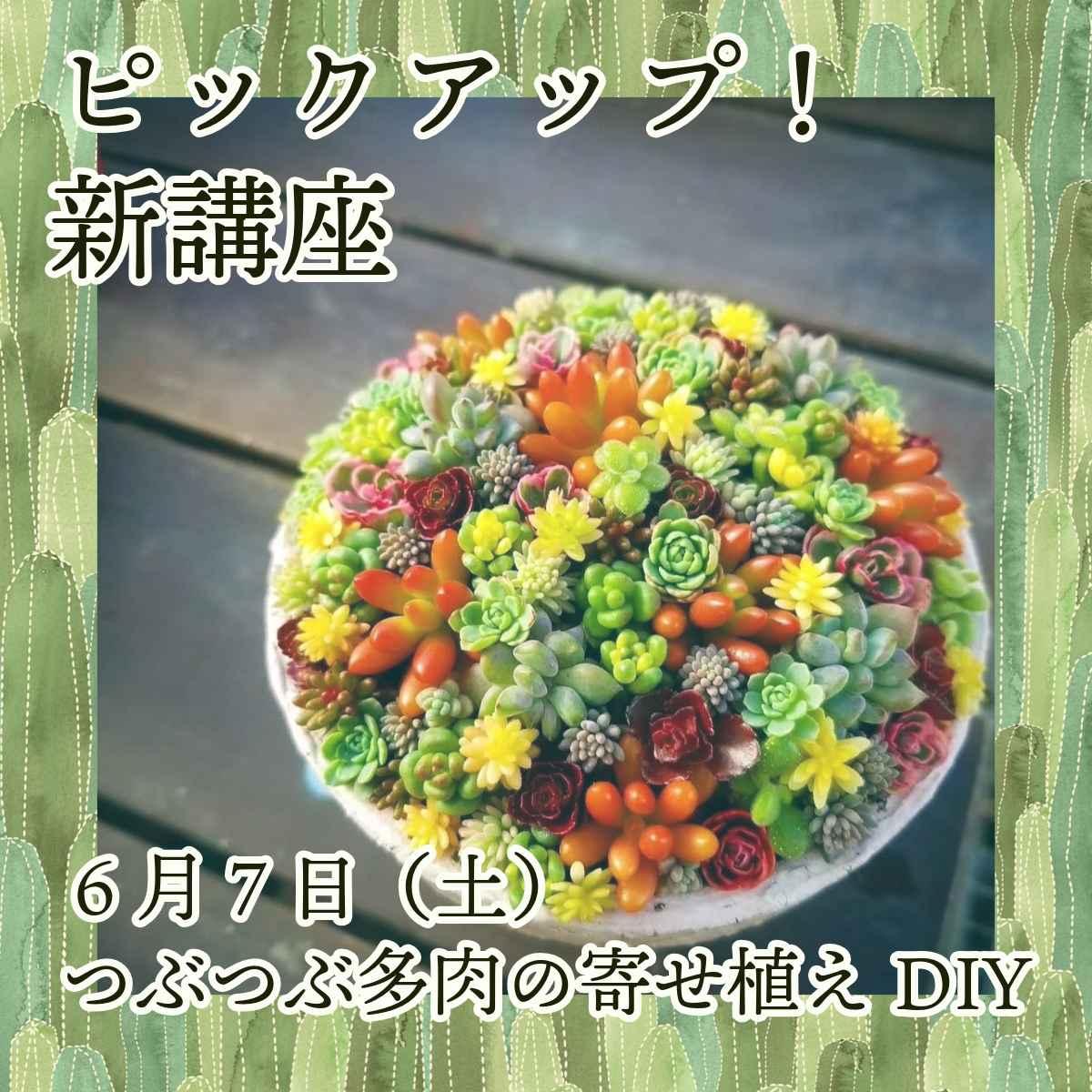 つぶつぶ多肉の寄せ植えDIY　芸術文化体験教室
