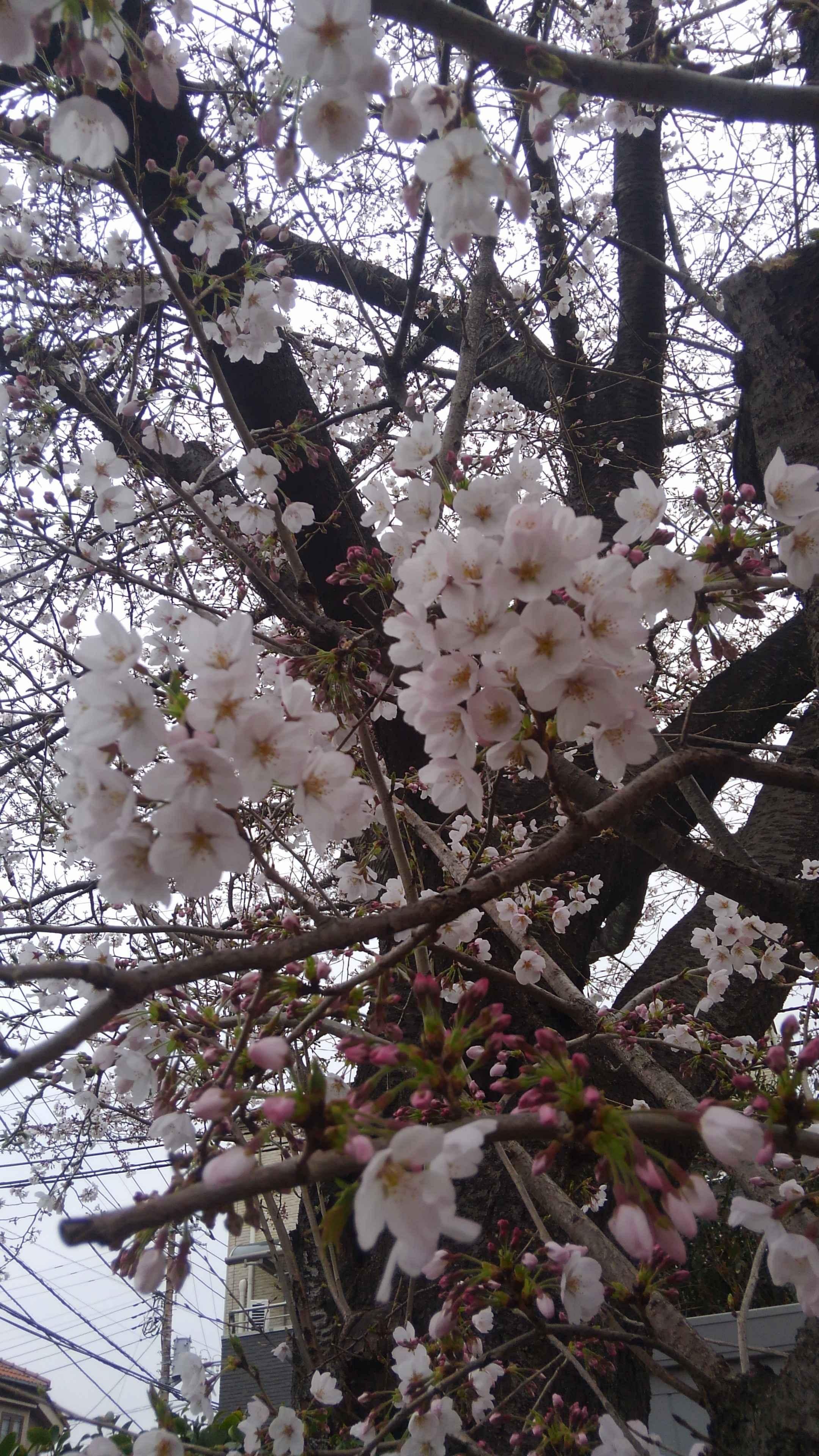 花寿々舞踊教室
