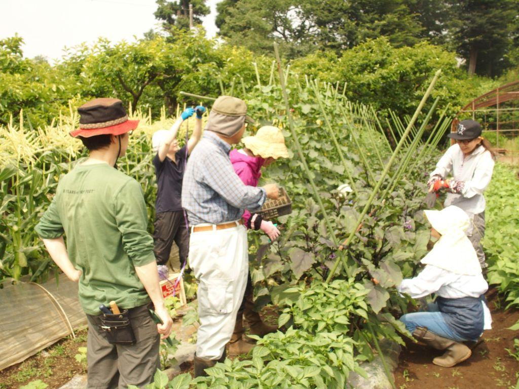 ゼロから始める家庭菜園実習