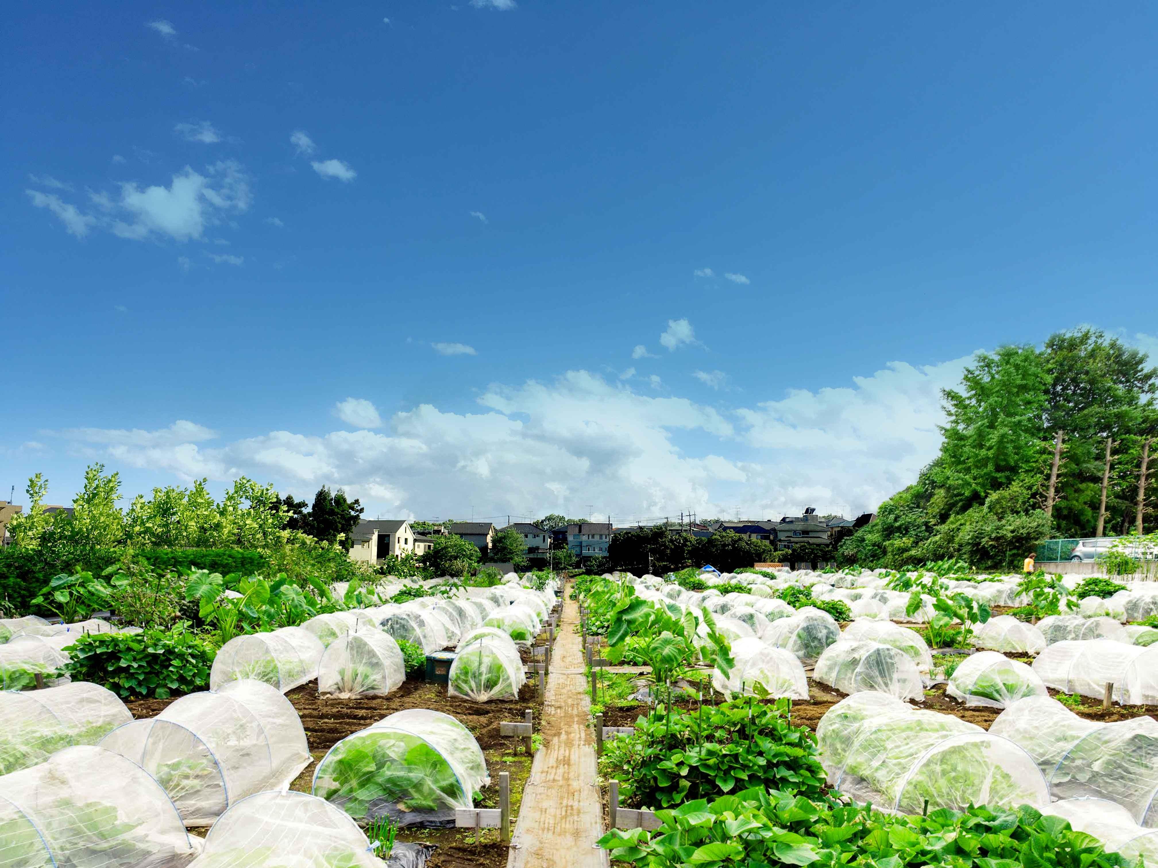 【シェア畑 横浜市エリア】お野菜栽培にご興味のある方大募集‼