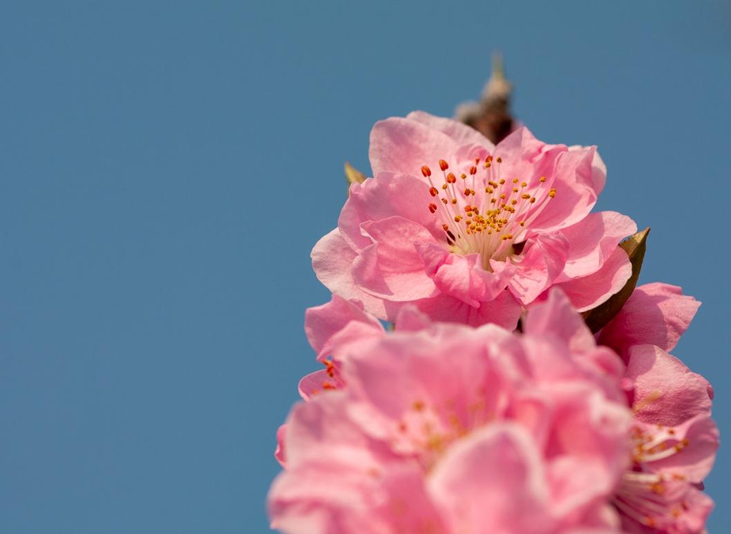 裏千家茶道教室　「花桃会」