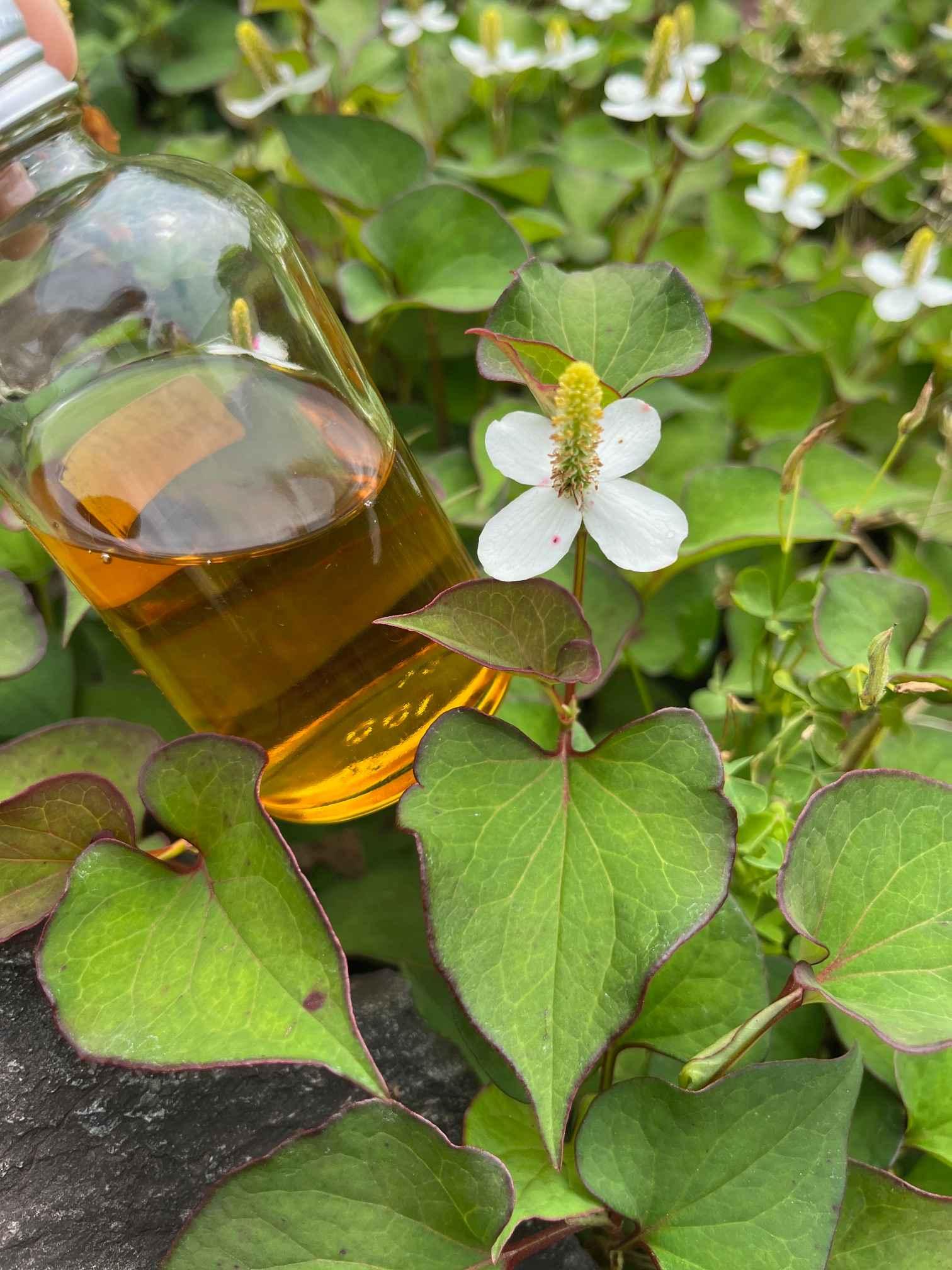 ドクダミチンキ！無肥料無農薬のドクダミやハーブで化粧水づくり