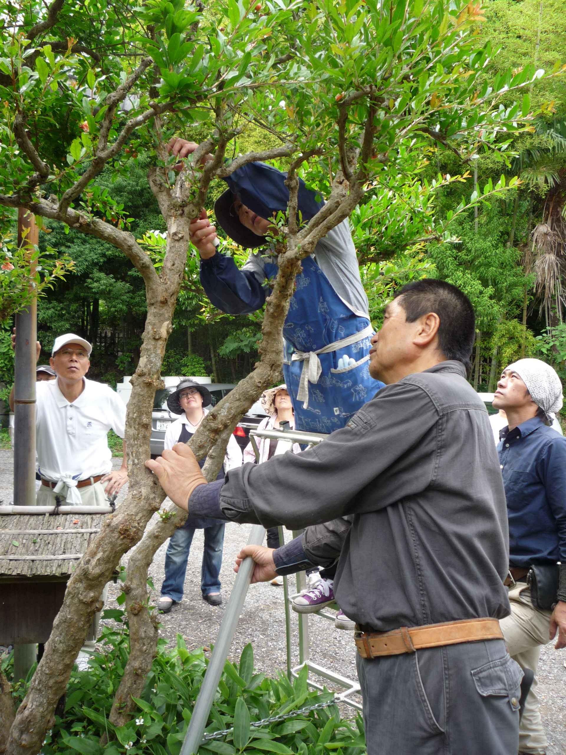 実践セミナー　庭木の手入れ（剪定、消毒、安全管理編）