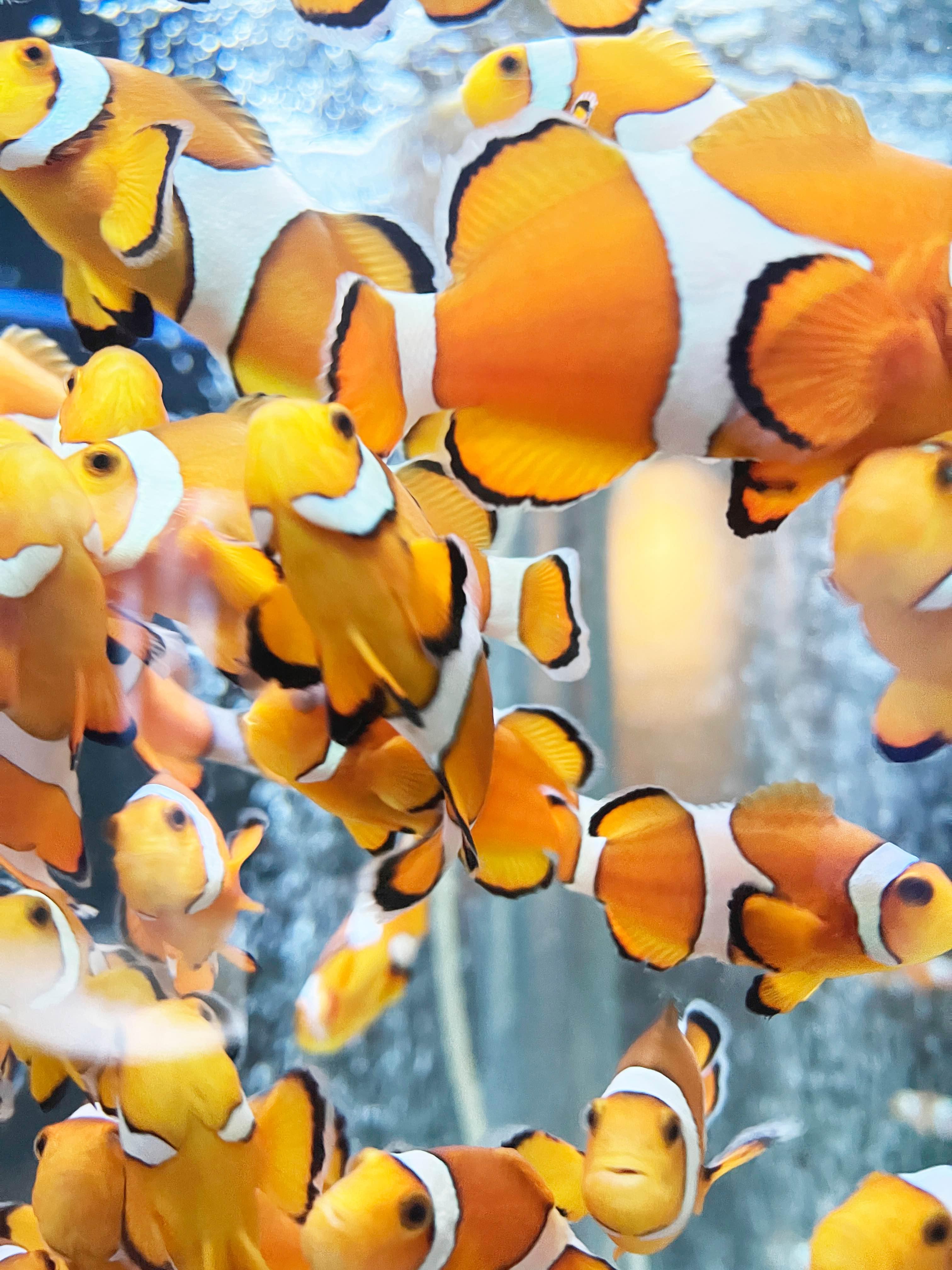 もう一度始めましょう！フォトジェニックフォトセッション！すみだ水族館