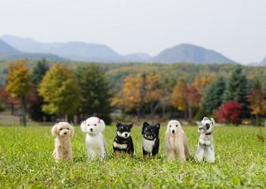 羊毛フェルトで愛犬・猫作り 下丸子教室
