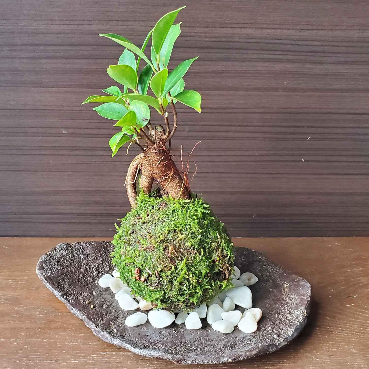 苔玉（こけだま）ワークショップ