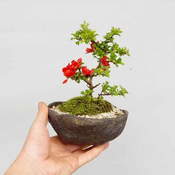 ミニ盆栽ワークショップ