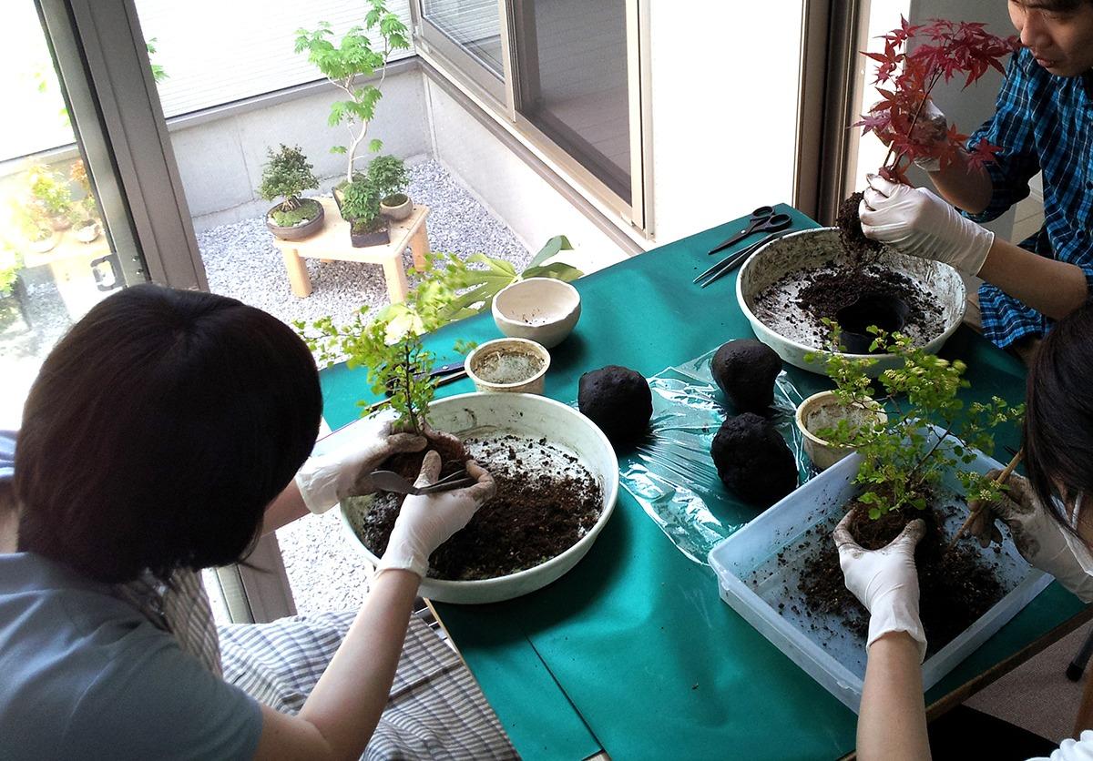 みどり屋　和草の苔玉・盆栽・苔テラリウム教室