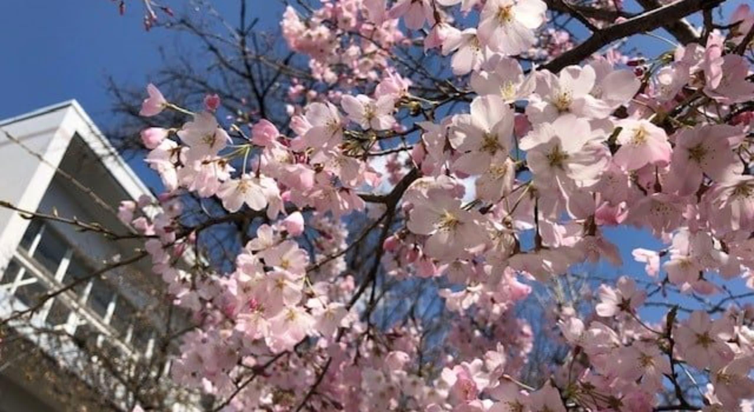 学校法人NHK学園