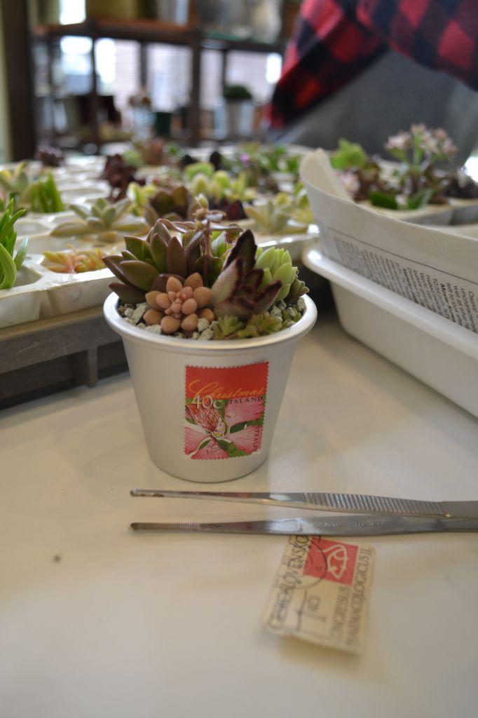 東京都豊島区の多肉植物寄せ植え講座 Otegamiフリマ 切手バザールコラボ企画 趣味なび