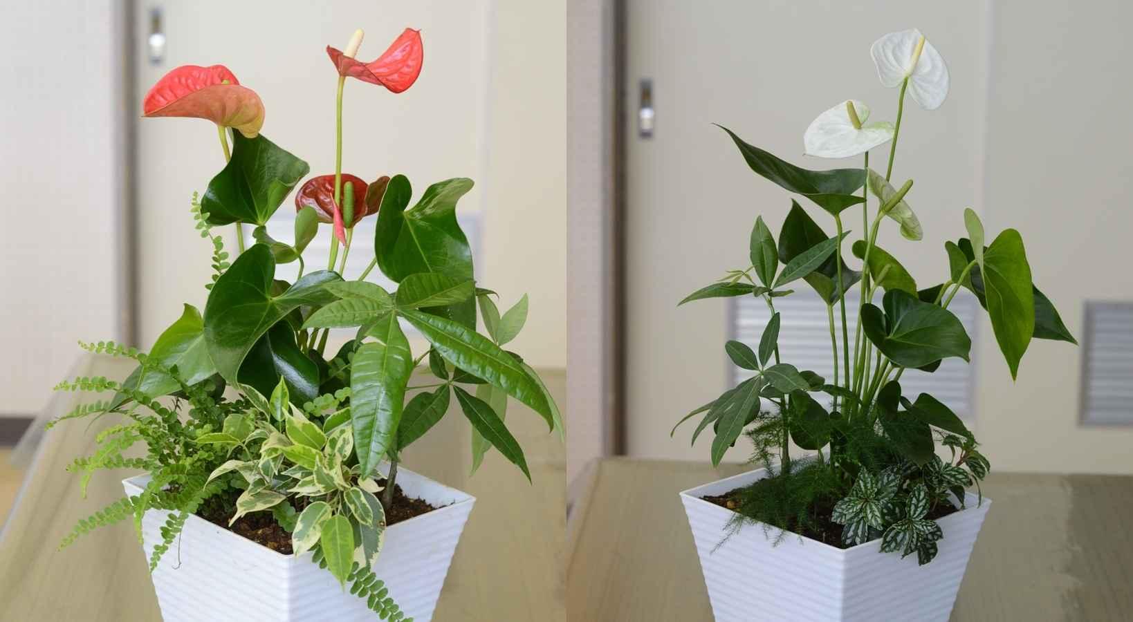 観葉植物の寄せ植え