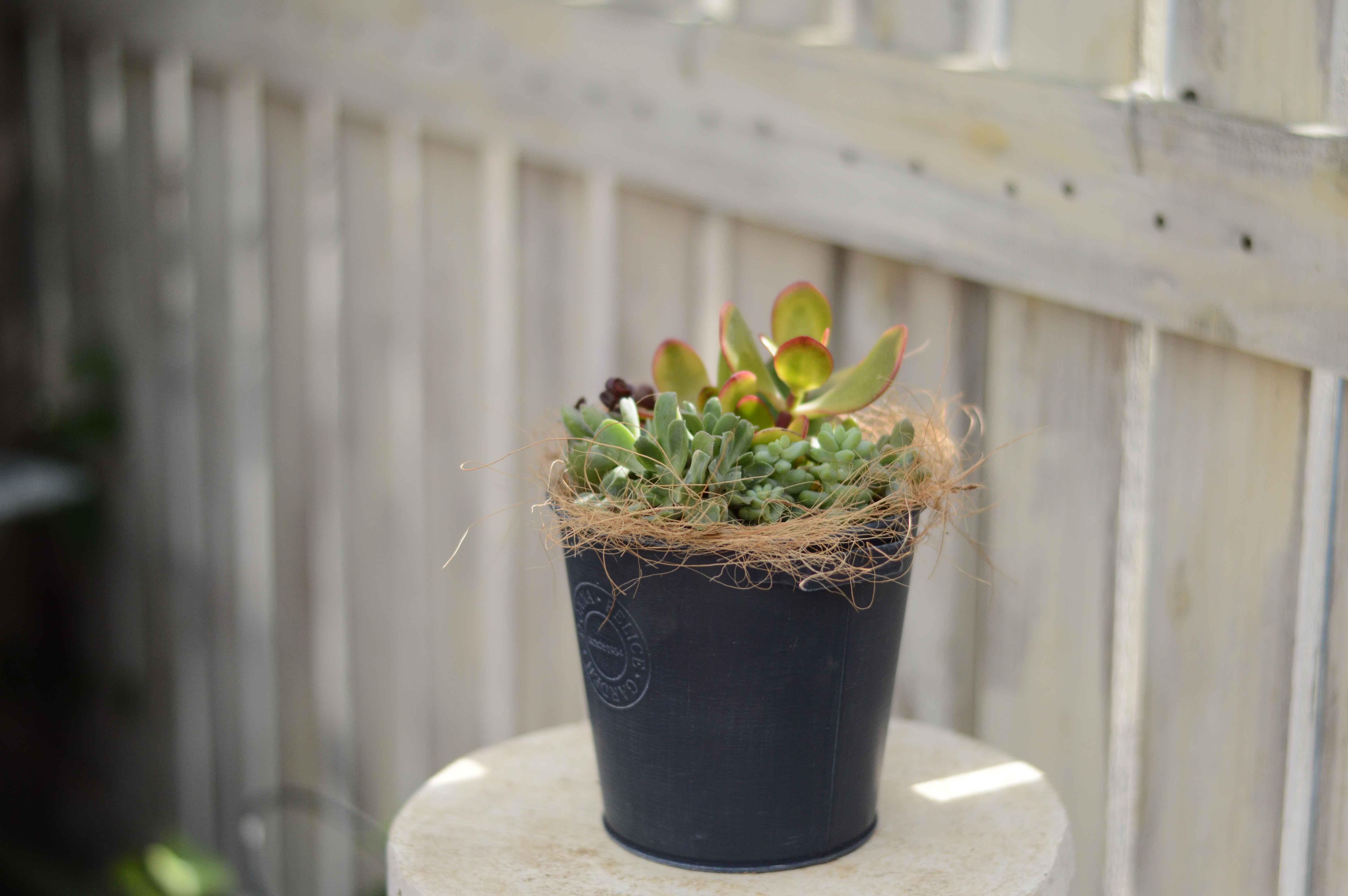 多肉植物寄せ植え