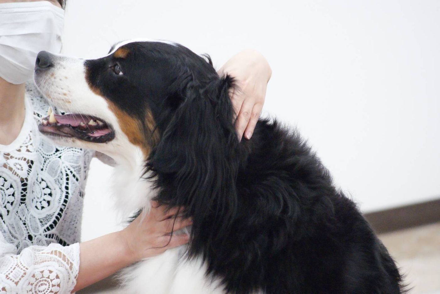 愛犬と飼い主が触れ合う画像