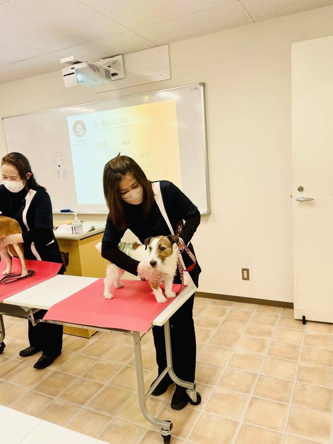 実際に犬と触れ合ってマッサージを習得している画像