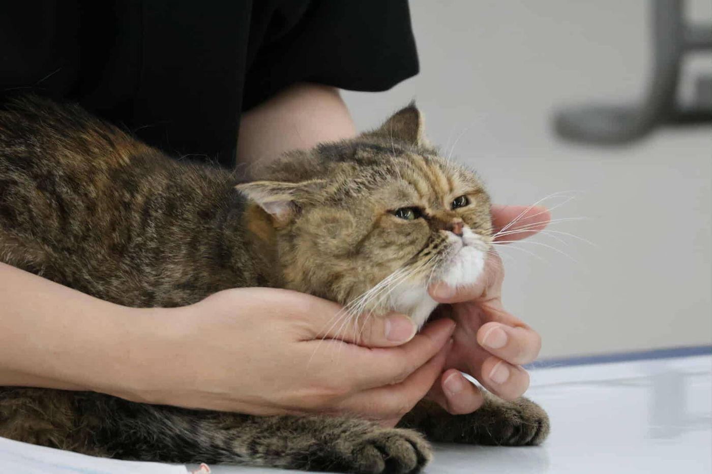 マッサージをしてもらって気持ちよさそうな猫ちゃんの画像