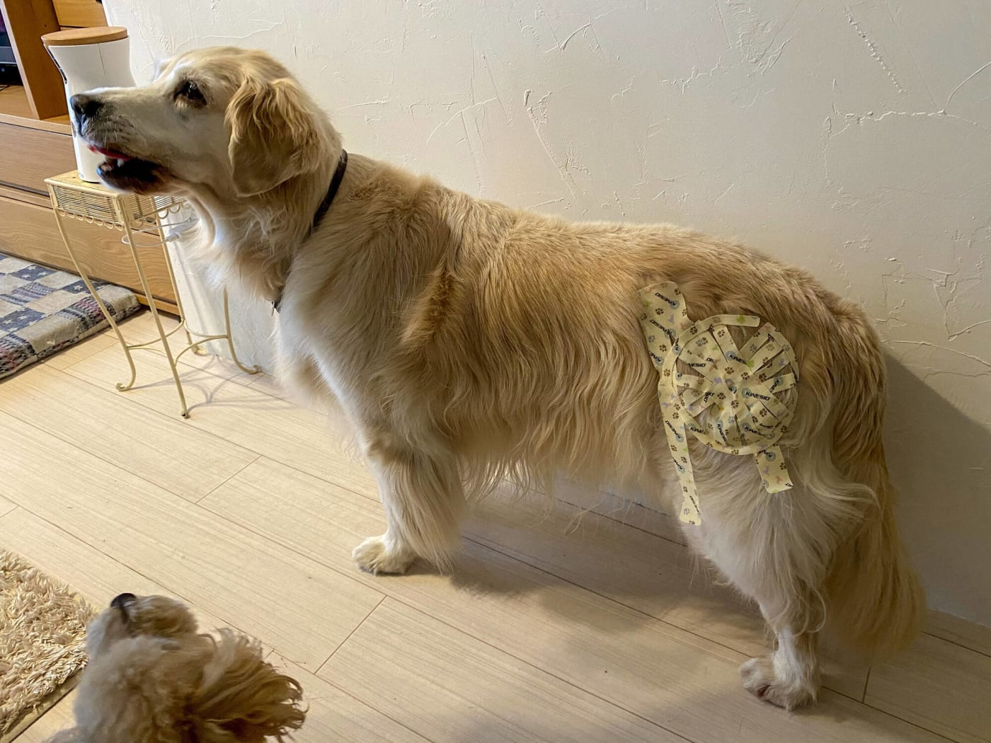 キネシオテープを貼った犬