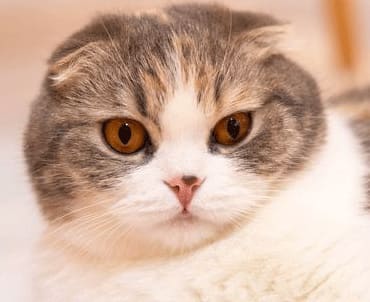 にゃん2さん（仮名）