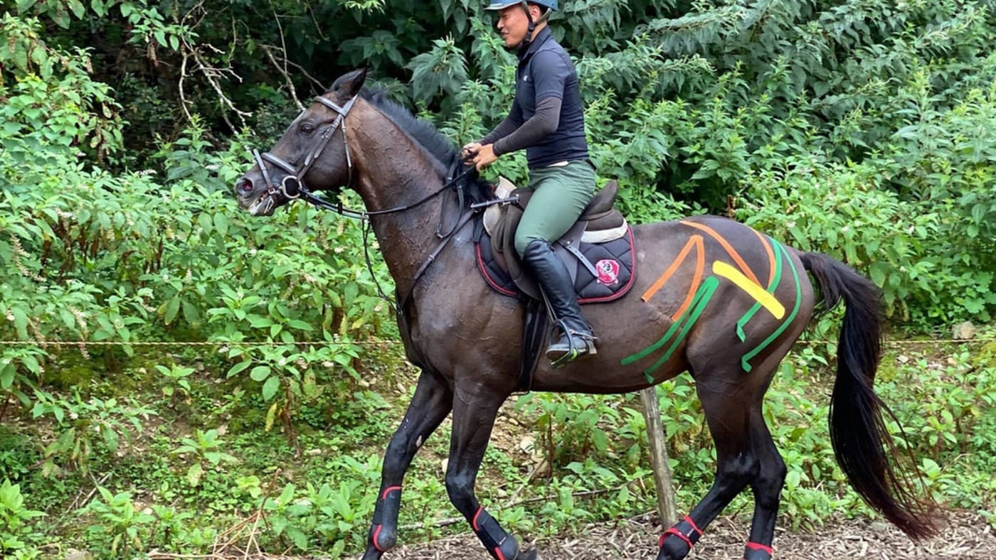​キネシオテープを貼った馬